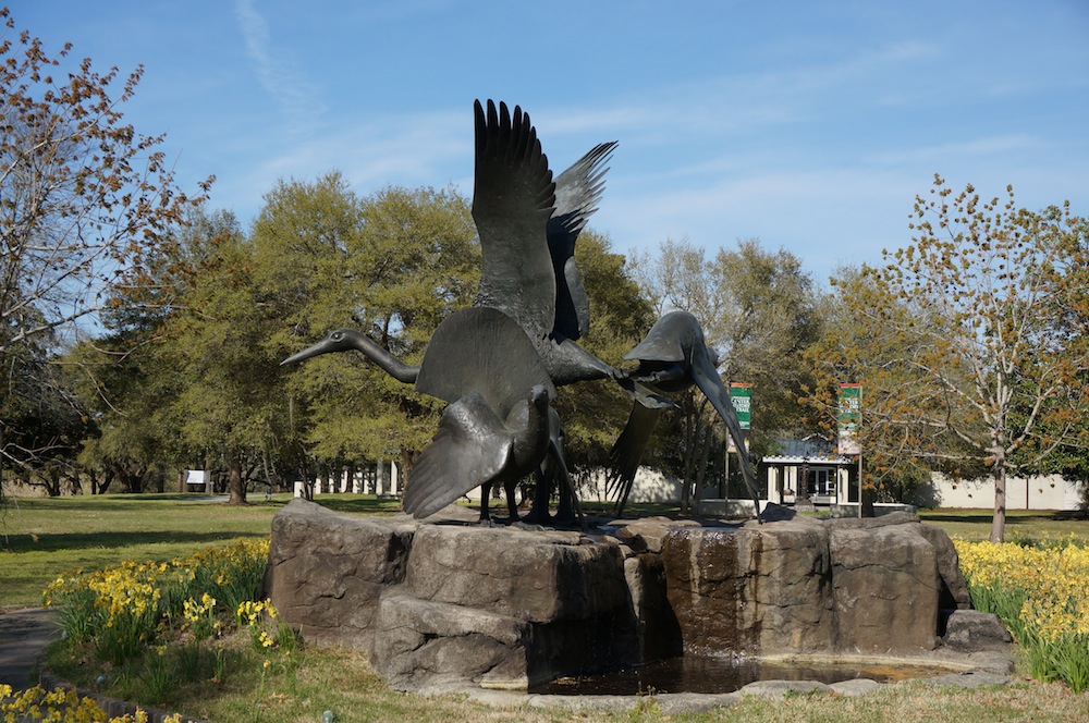 Bronze egrets