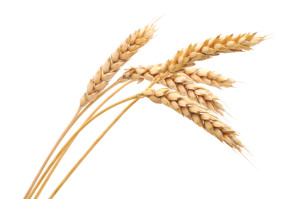 wheat sheaf