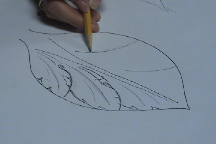 Drawing an Acanthus Leaf